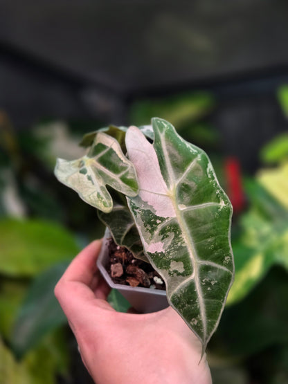 Alocasia Polly Pink