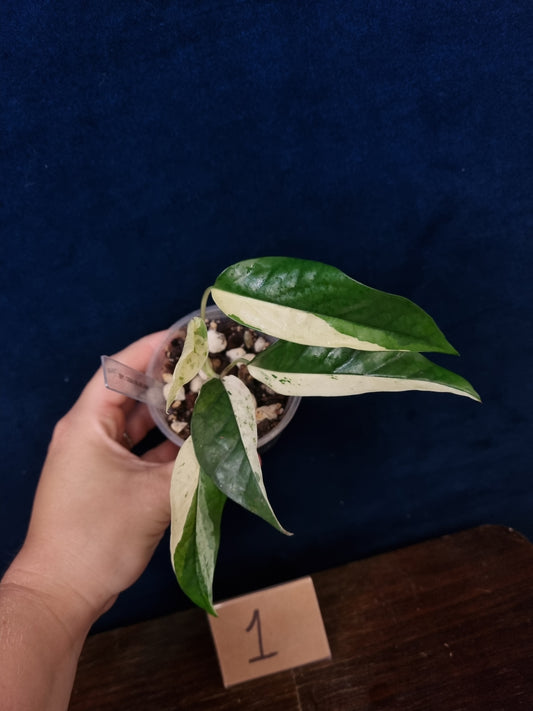 Epipremnum Pinnatum Cebu Blue Variegata