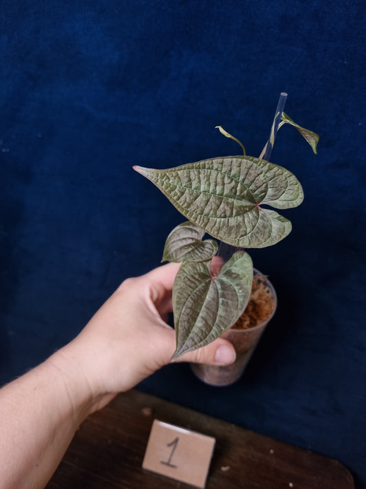 Dioscorea Discolor Medium
