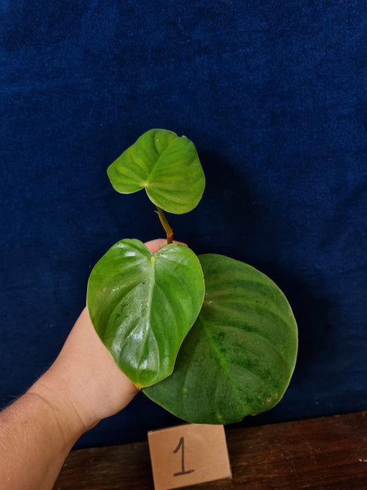Philodendron Nangaritense x Wernerii