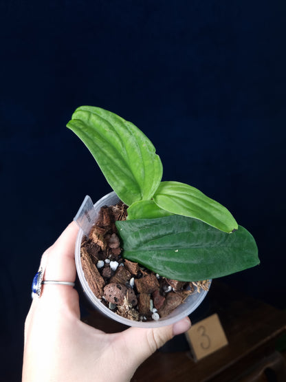 Rhaphidophora Korthalsii