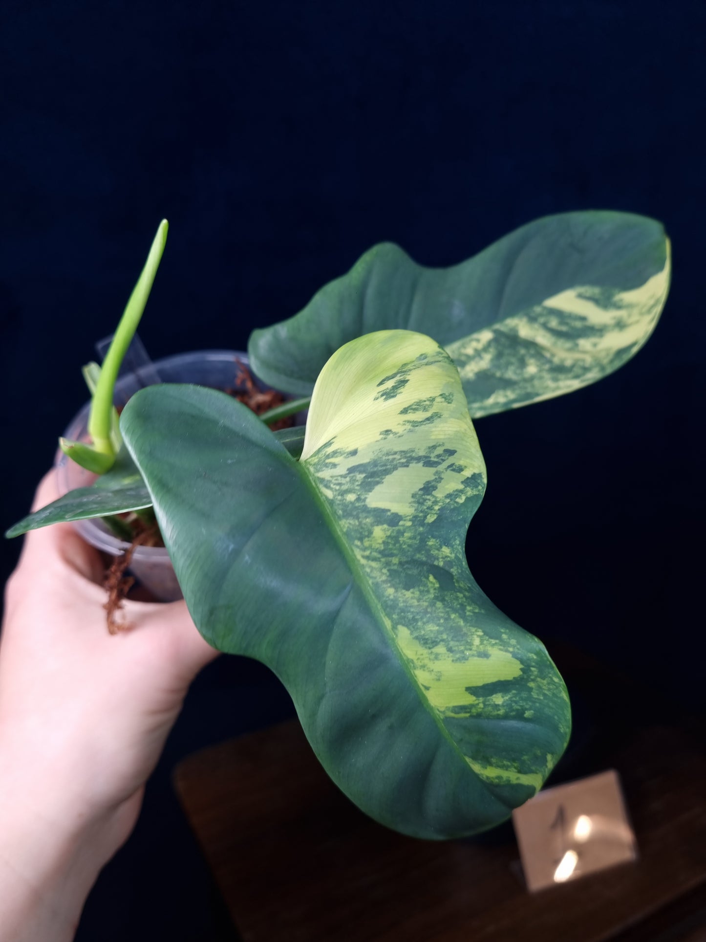 Philodendron Bipennifolium Variegata