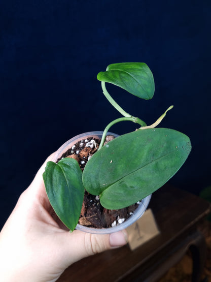 Monstera Sp.Velvet (peru)