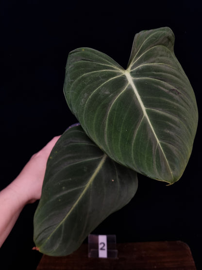 Philodendron Glorious