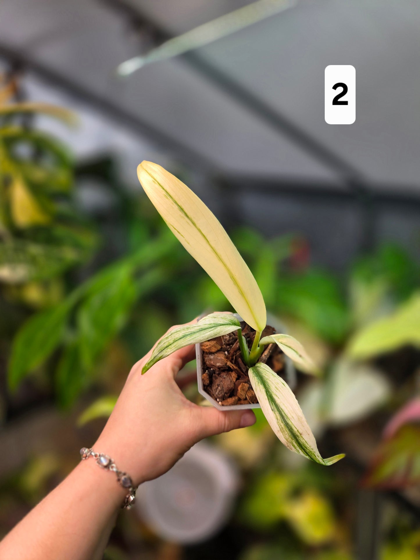 Epipremnum Amplissimum Silver Stripe Albo