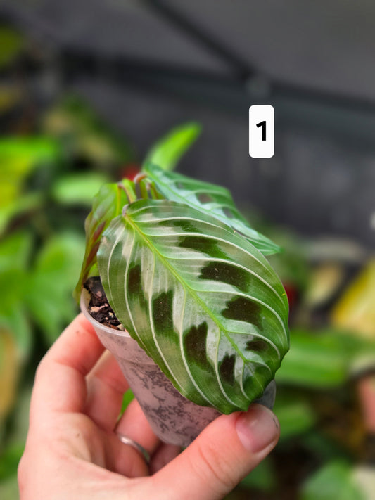 Maranta Massangeana Black
