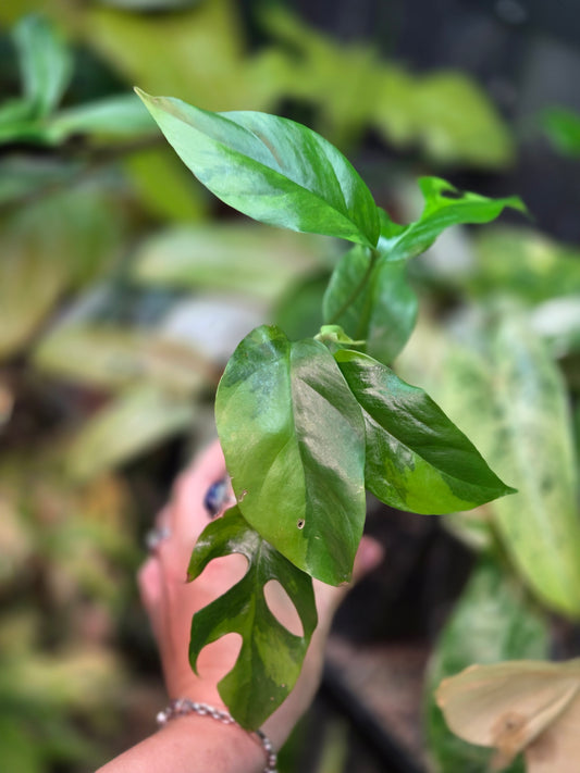 Rhaphidophora Tetrasperma Aurea