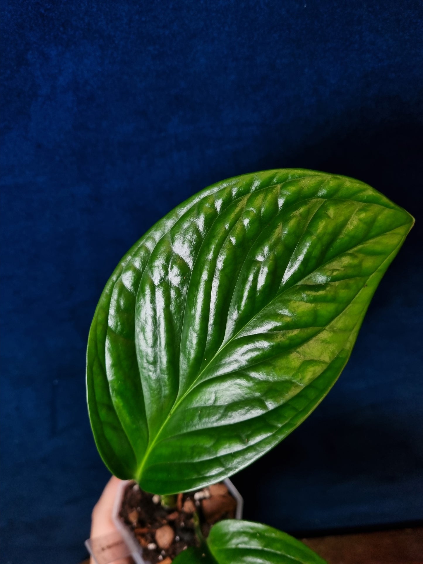 Monstera Pinnatipartita
