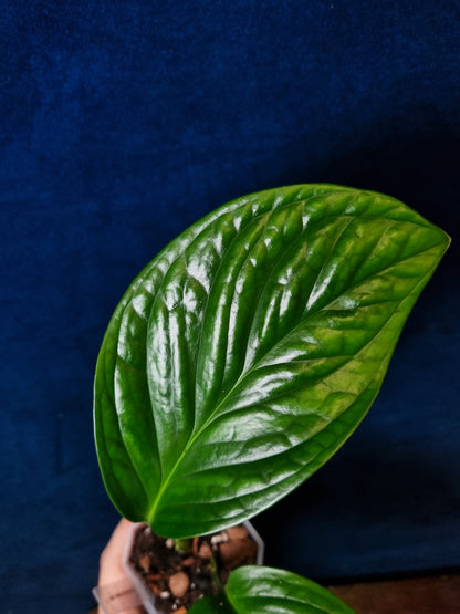 Monstera Pinnatipartita
