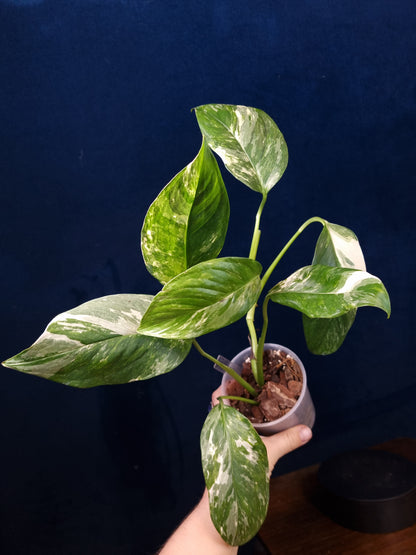 Monstera Lechleriana Variegata