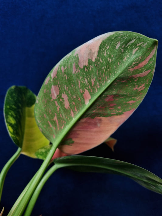 Philodendron Green Congo Variegata