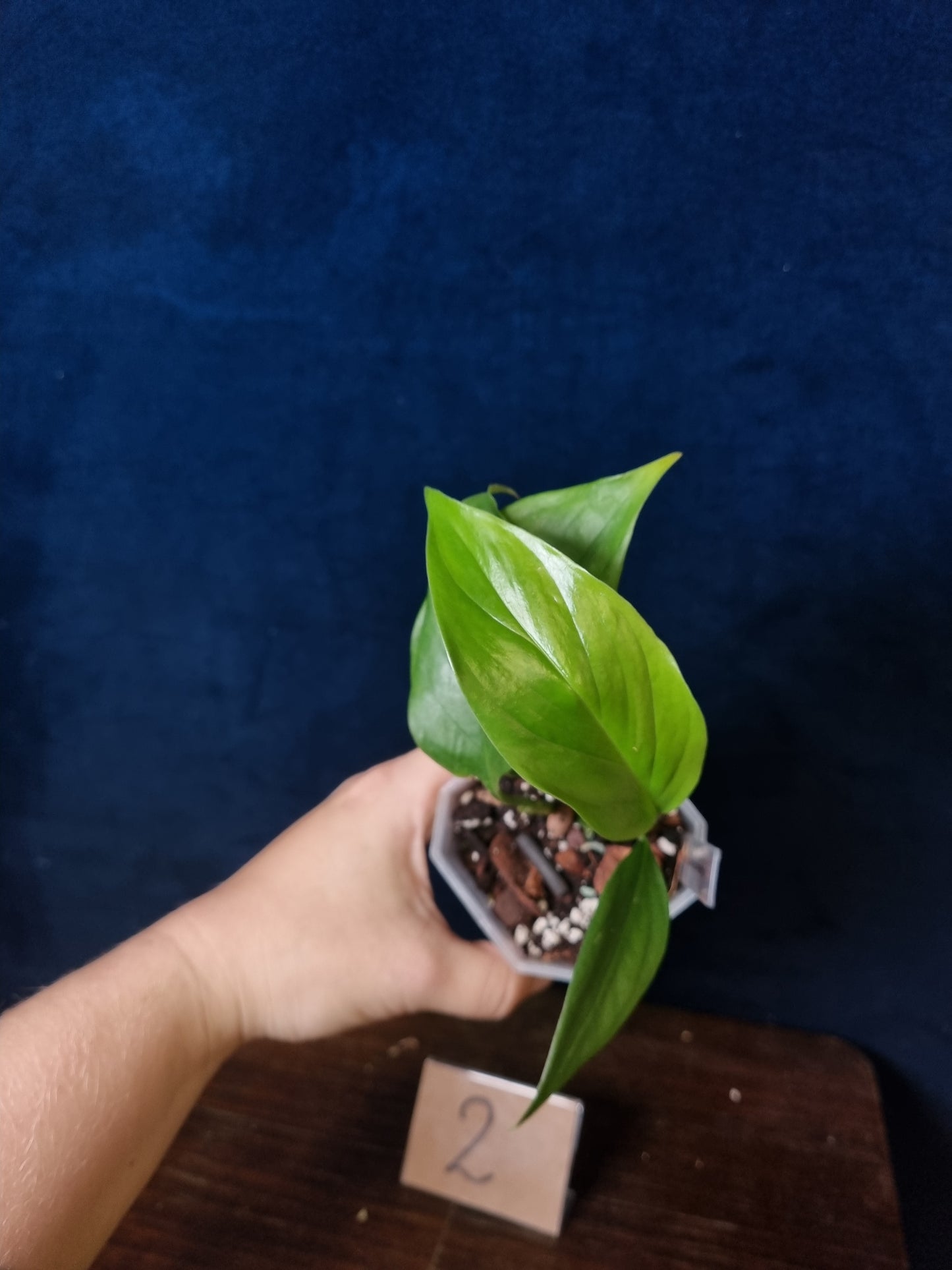 Monstera Obliqua aff.  Filamentous