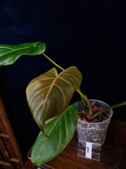 Philodendron Summer Glory