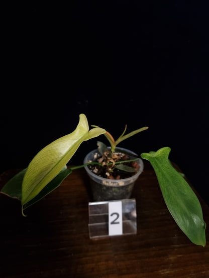 Philodendron Florida Ghost Small