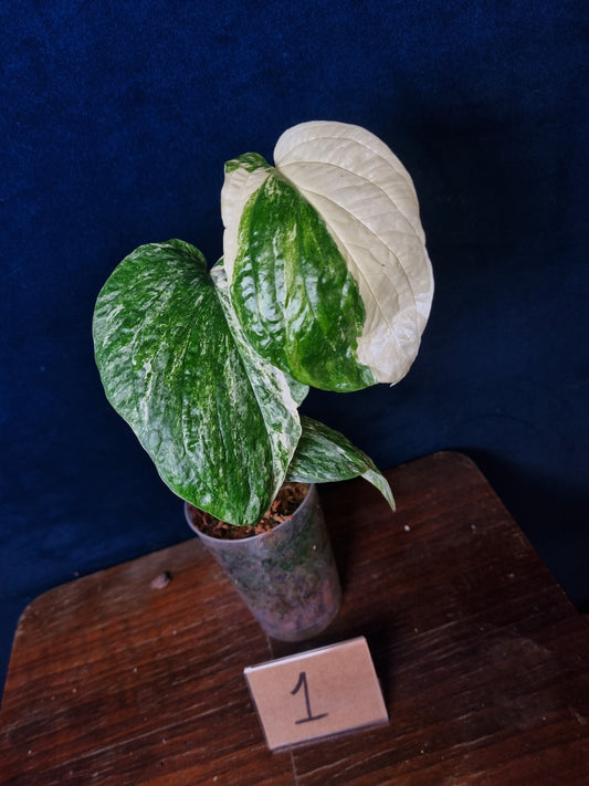 Amydrium Medium Variegata