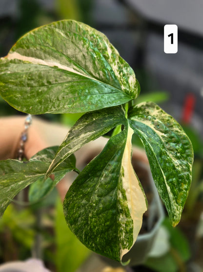 Amydrium Medium Variegata Medium