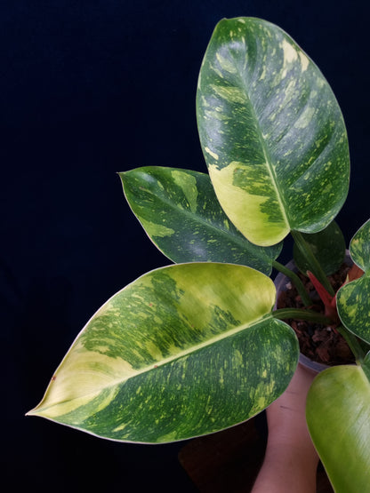 Philodendron Green Congo Marble Variegata