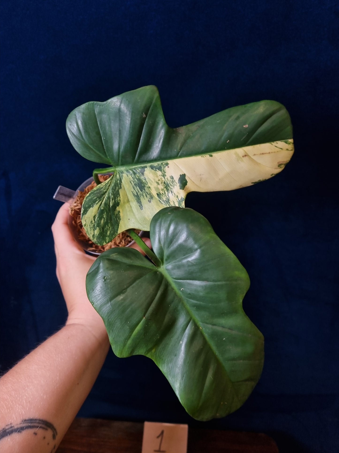Philodendron Bipennifolium Variegata