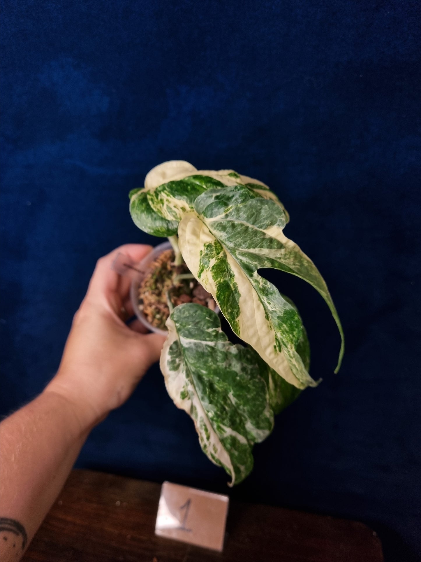 Amydrium Medium Variegata