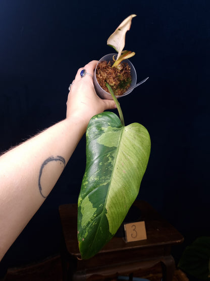 Philodendron Whipple Way Marble/Mint