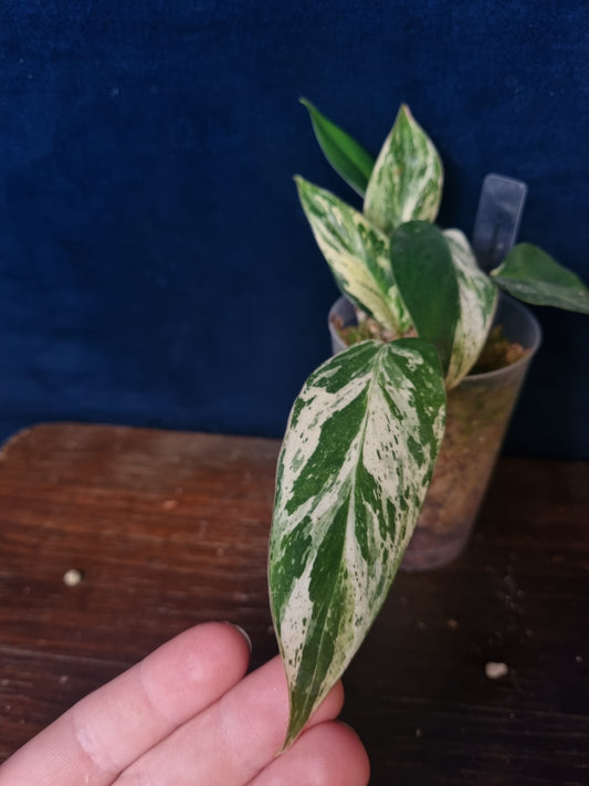 Philodendron Emerald Ice