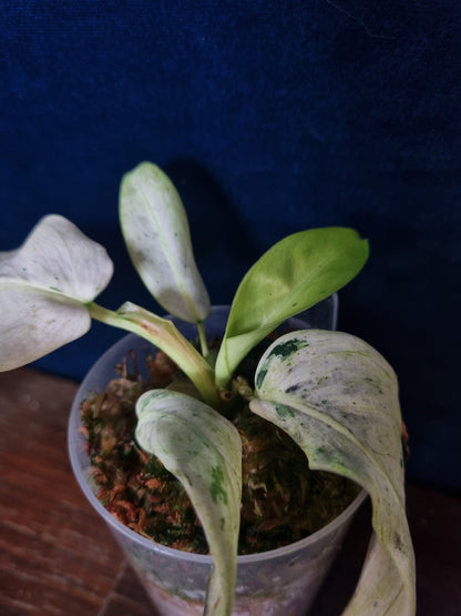 Philodendron Whipple Way Mottled