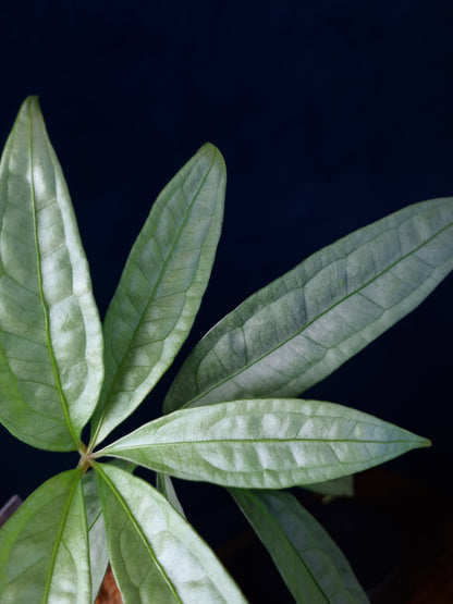Anthurium Polyschistum x NOID
