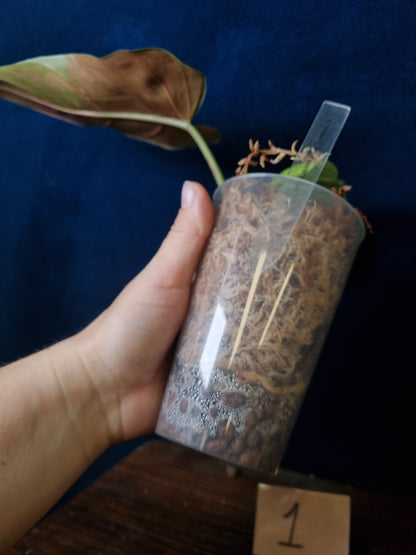 Philodendron Whipple Way Marble/Mint