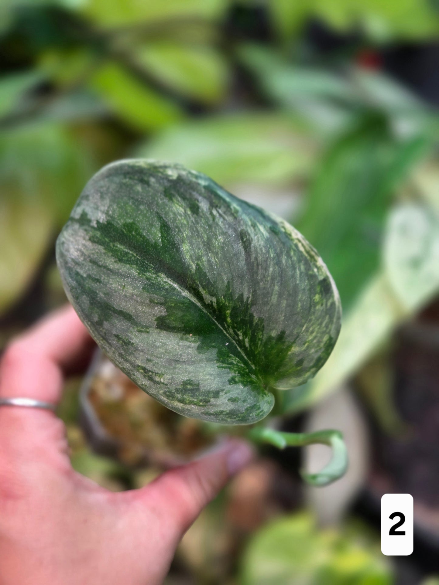 Scindapsus Silver Knight Variegata