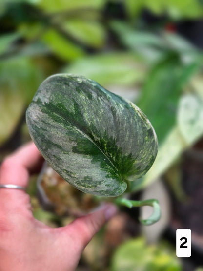 Scindapsus Silver Knight Variegata