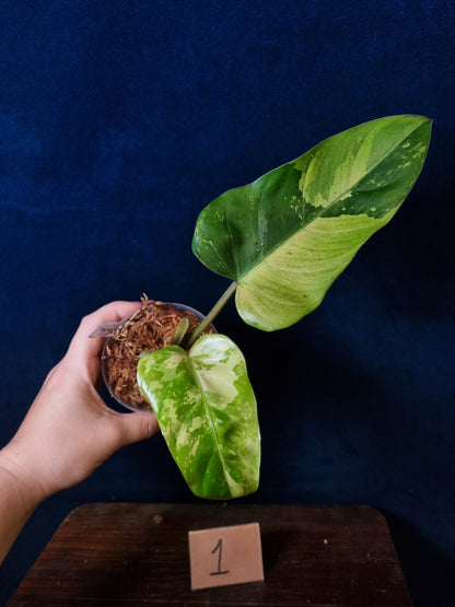 Philodendron Whipple Way Marble/Mint