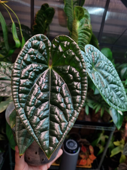 Anthurium Luxurians