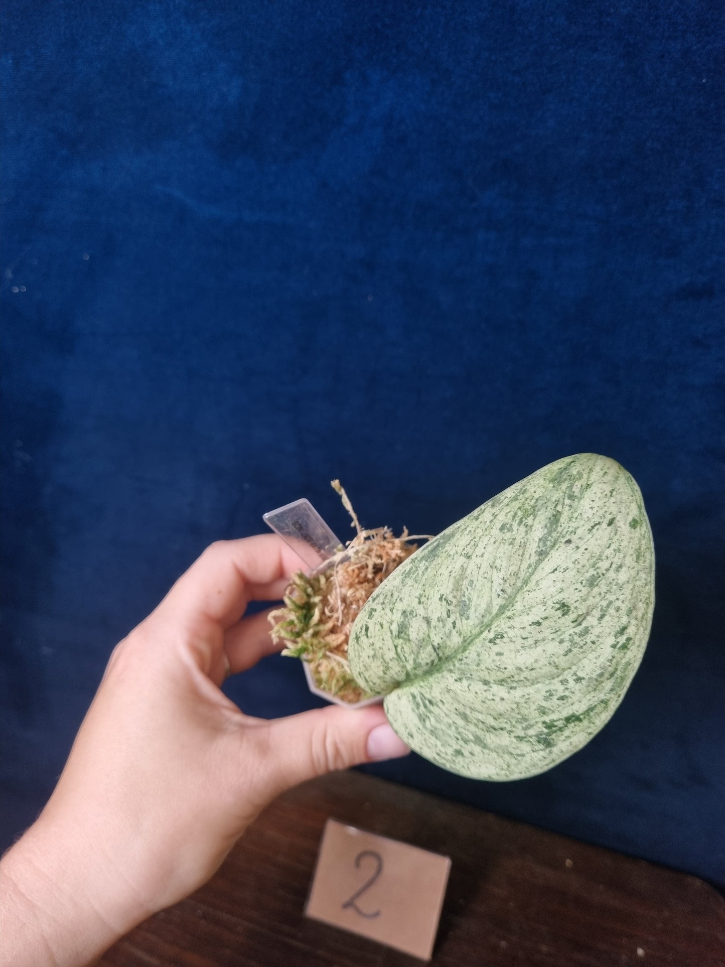 Scindapsus Jade Satin Marble Queen Small