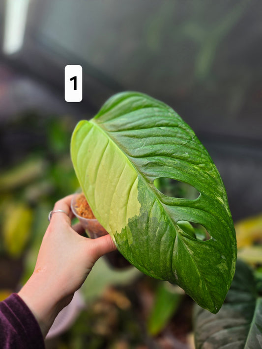 Monstera Obliqua Mayuna Variegata