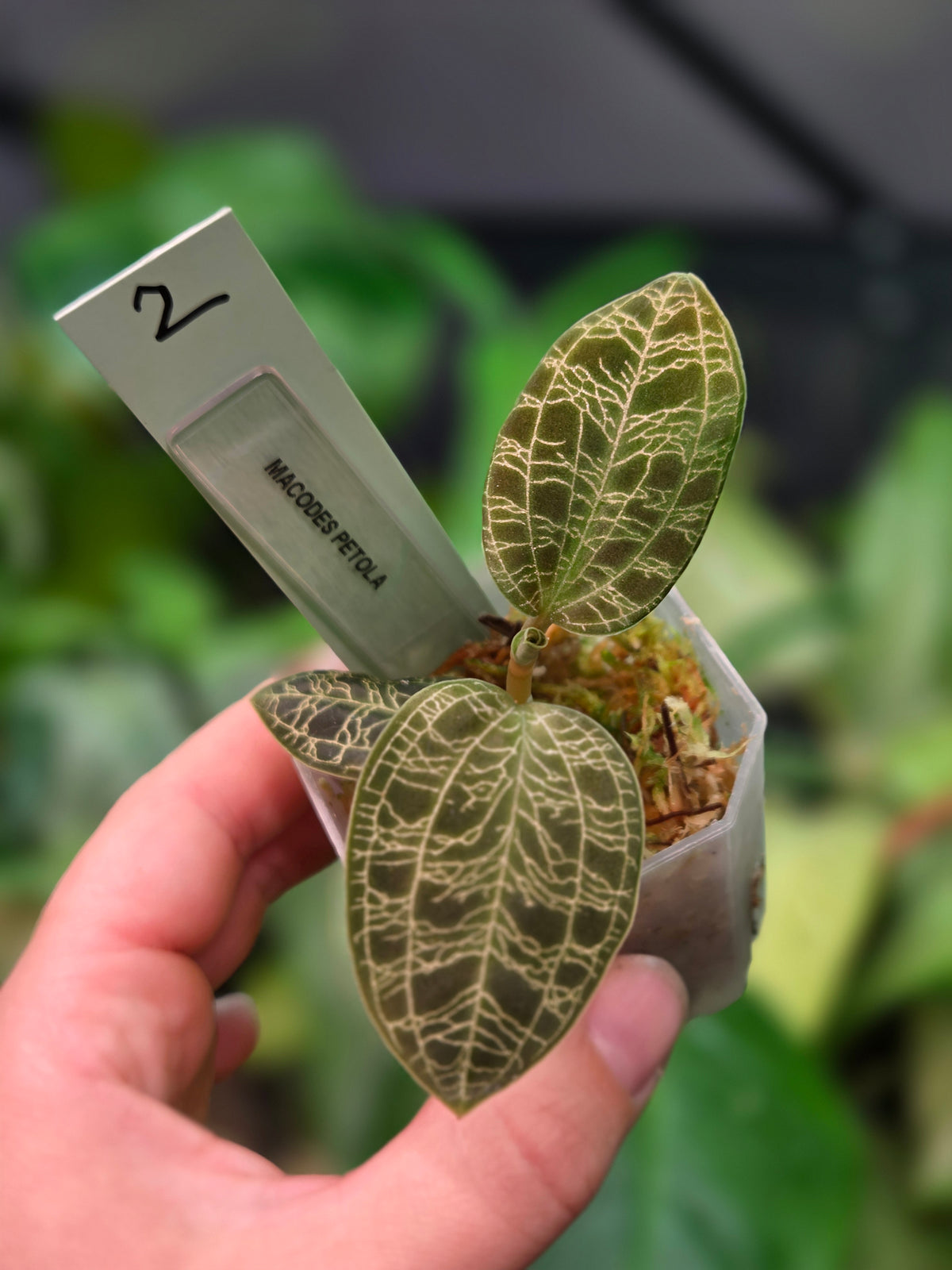 Macodes Petola (Jewel Orchid)