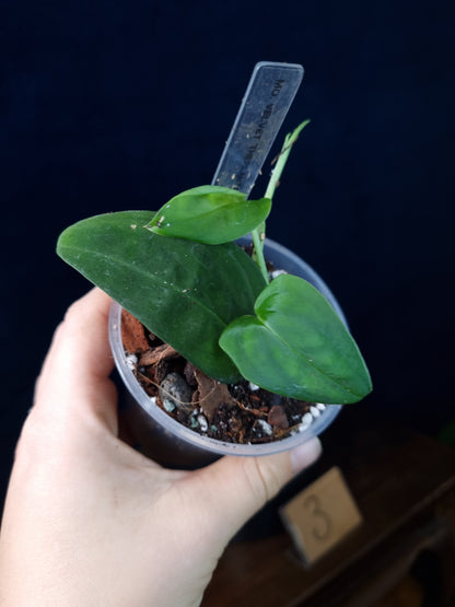 Monstera Sp.Velvet (peru)