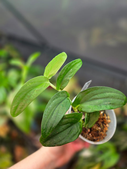 Rhaphidophora Korthalsii