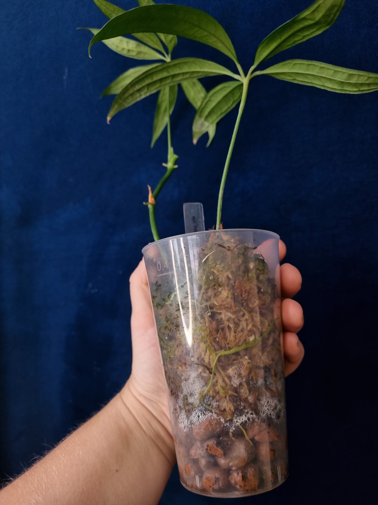 Anthurium Polyschistum x NOID