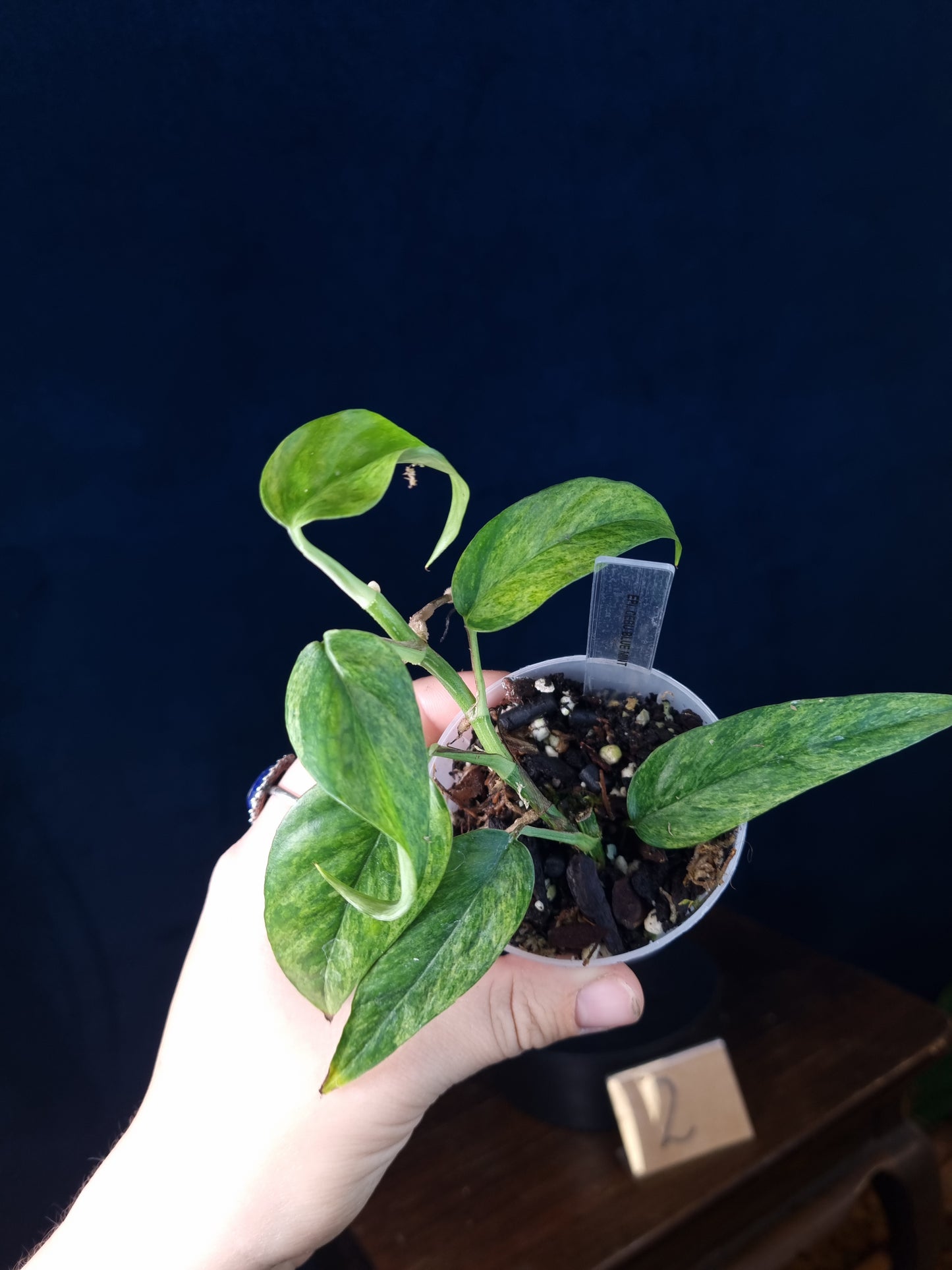 Epipremnum Cebu Blue Mint/Marble Aurea