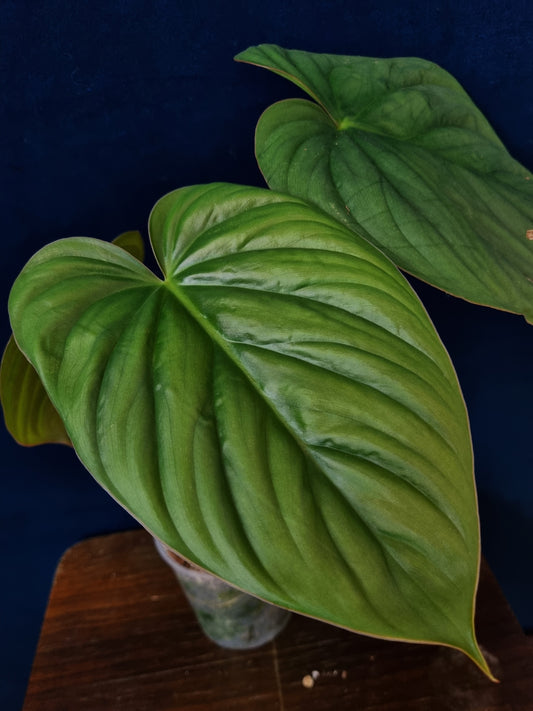 Philodendron SP Colombia Platinum
