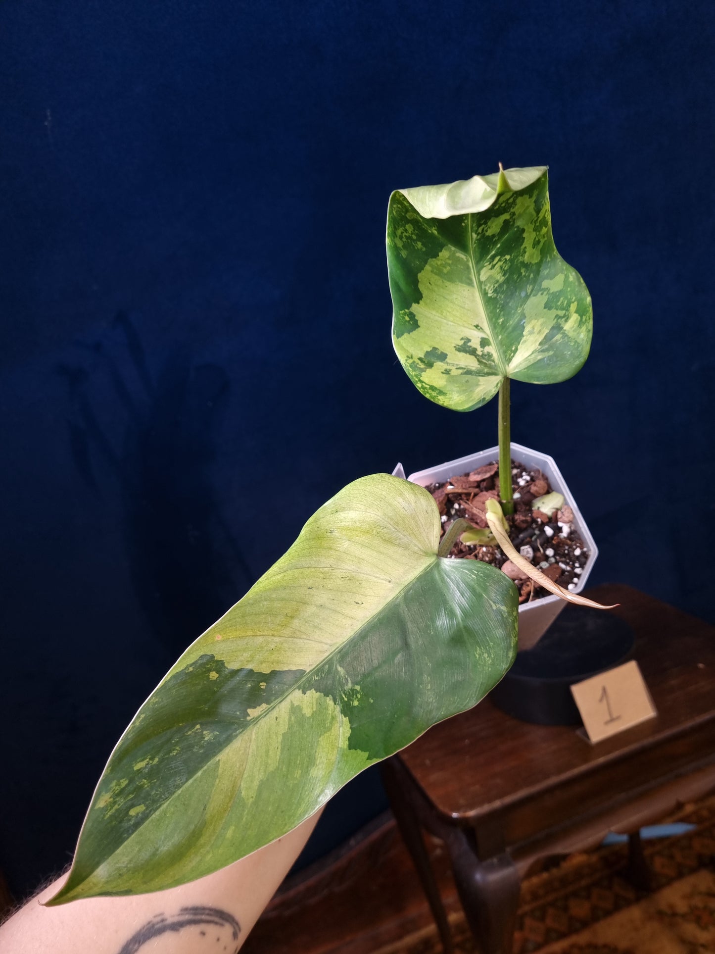 Philodendron Whipple Way Marble/Mint