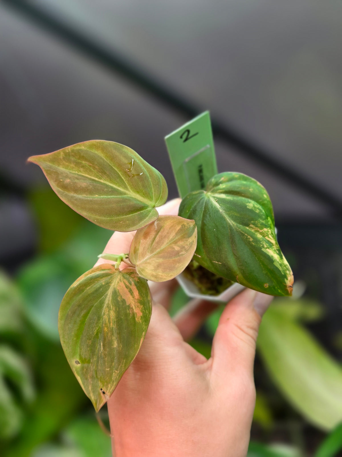 Philodendron Micans Variegata