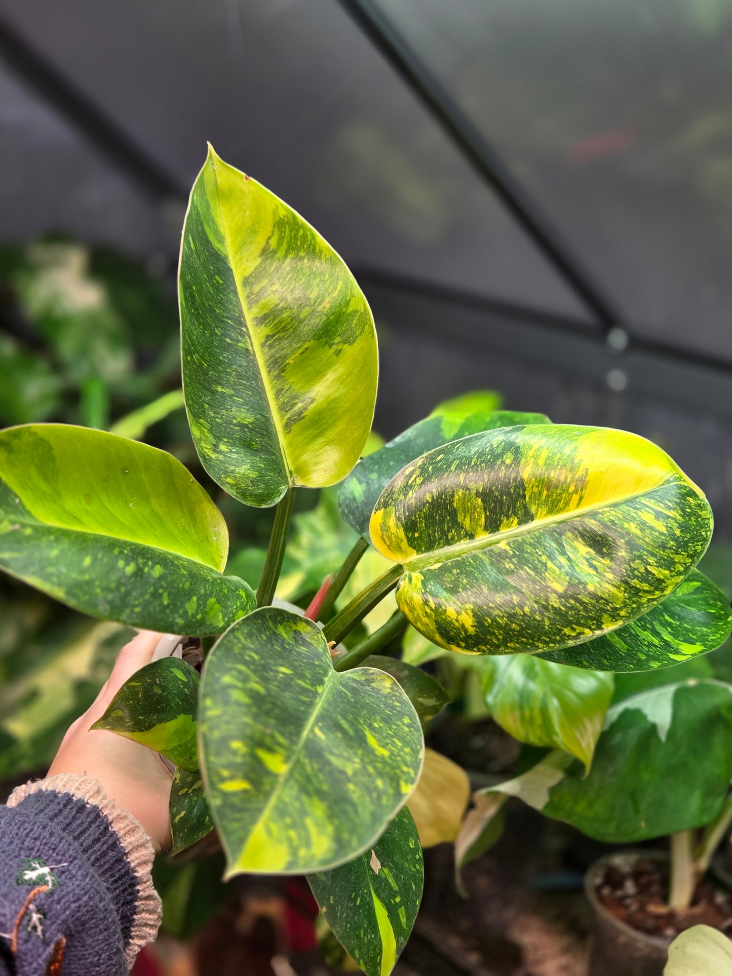 Philodendron Green Congo Marble Variegata