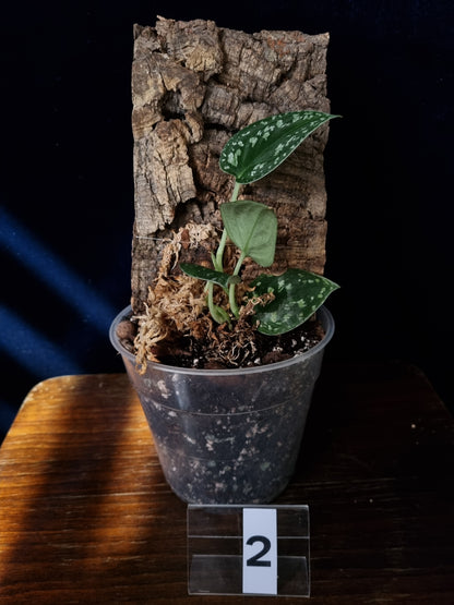 Scindapsus Tricolor / Sp Borneo