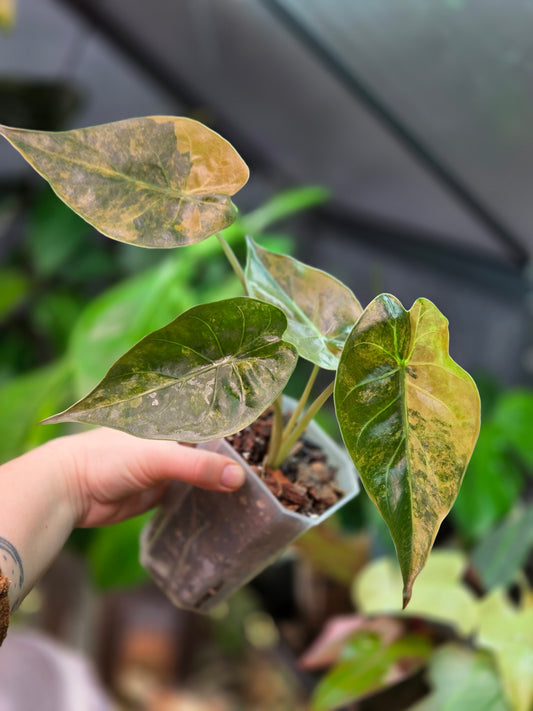 Alocasia Wentii Aurea
