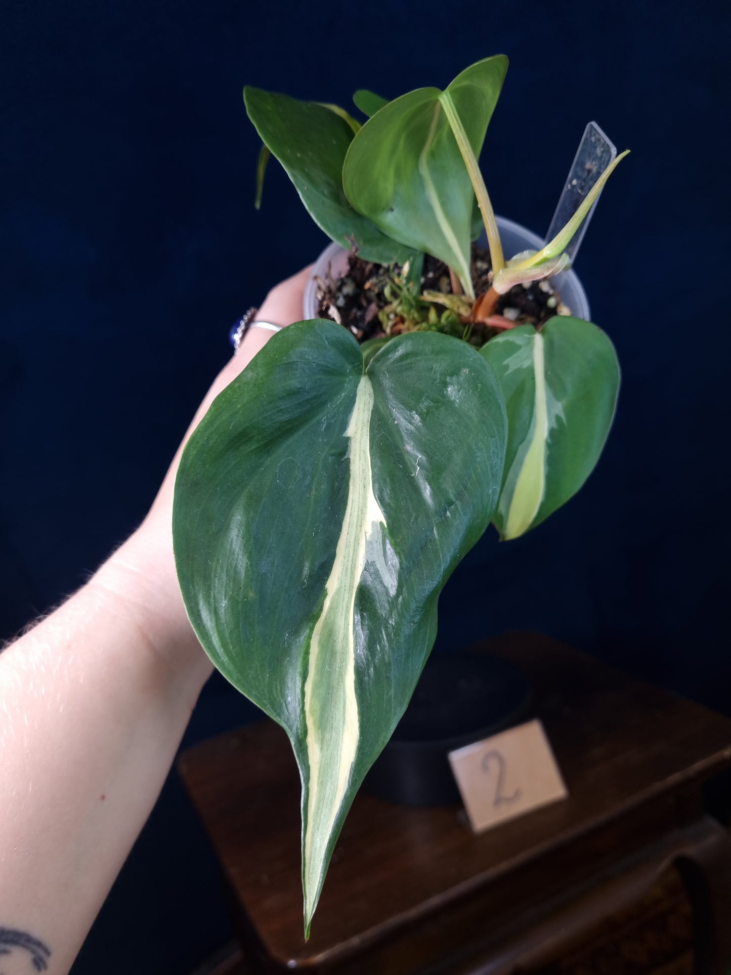 Philodendron Cream Splash Big Leaves
