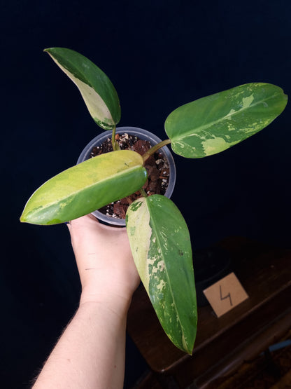 Philodendron Whipple Way Marble/Mint