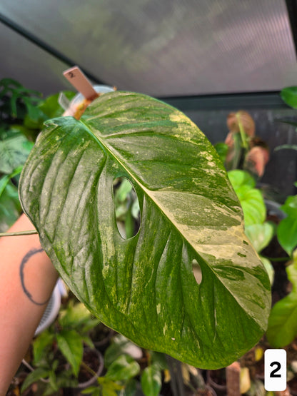 Monstera Obliqua Mayuna Variegata