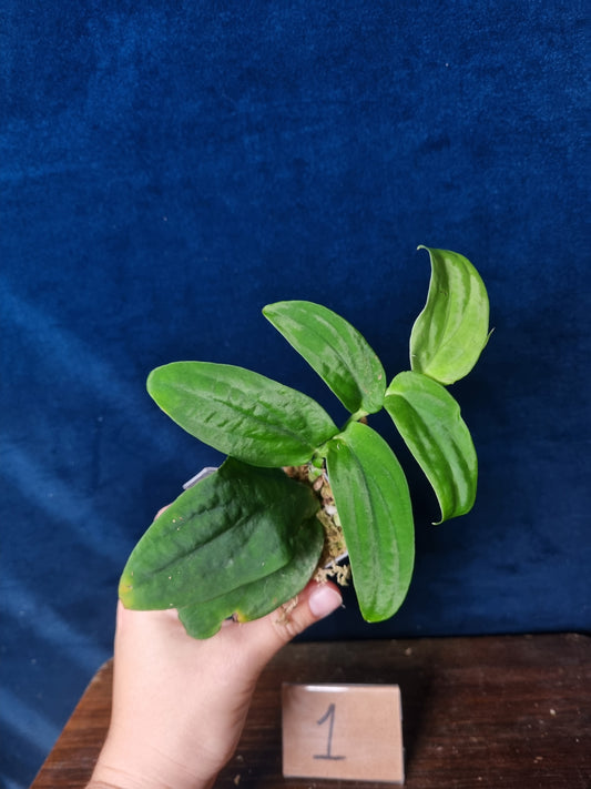 Rhaphidophora Korthalsii