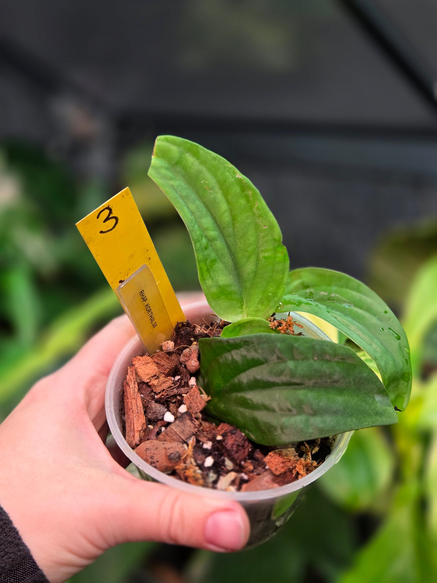 Rhaphidophora Korthalsii